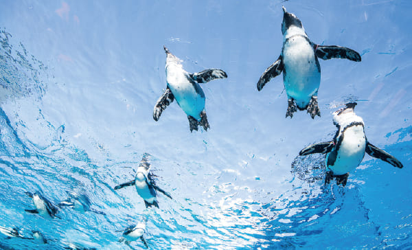 	サンシャイン水族館	
