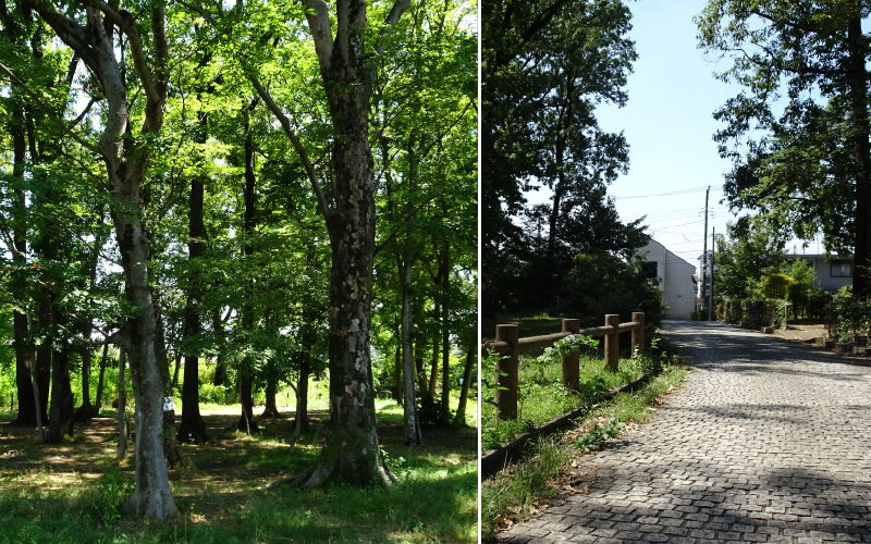 碧山森緑地保全地域