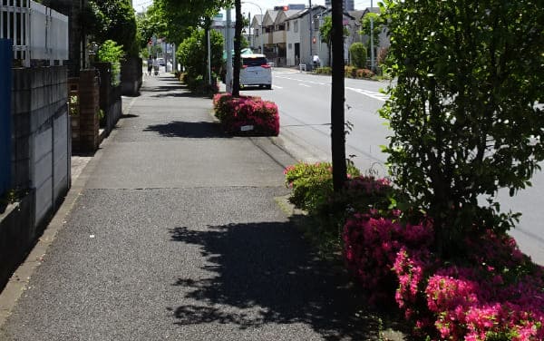 新小金井街道の並木道