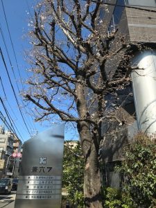 桜兼六①