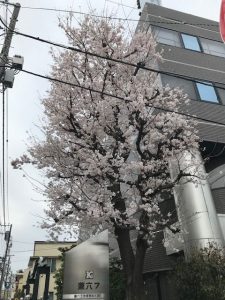 桜兼六③