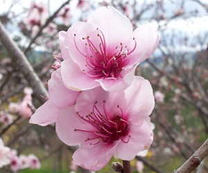 Peach_flowers (1)