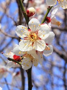 Prunus_mume
