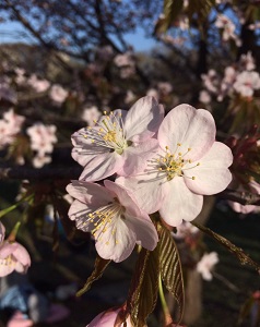 Sakura153