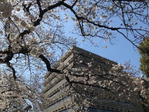 桜市役所