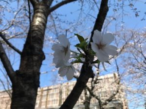 桜市役所②