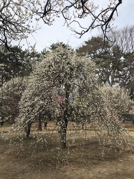 竜眼枝垂れ